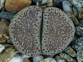Lithops terricolor EA 997