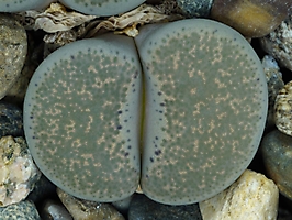 Lithops terricolor 'localis' C 133