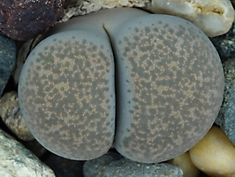Lithops terricolor 'peersii' C 339