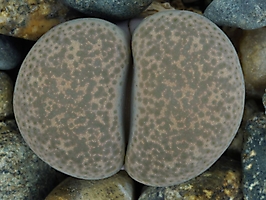 Lithops terricolor 'peersii' C 376