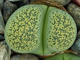 Lithops terricolor 'Speckled Gold' C 345a