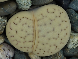 Lithops vallis-mariae C 166