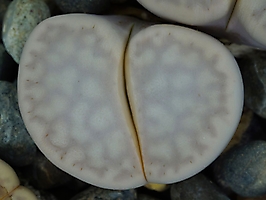 Lithops vallis-mariae C 281