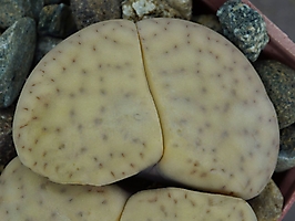 Lithops vallis-mariae C 282