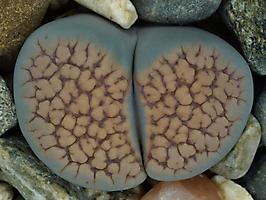 Lithops verruculosa C 120
