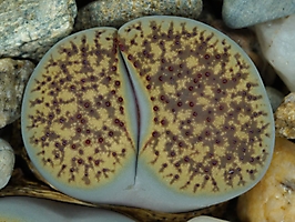 Lithops verruculosa C 129