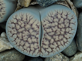 Lithops verruculosa C 159