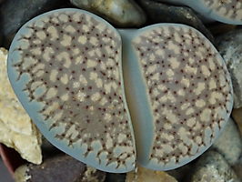 Lithops verruculosa C 178
