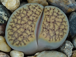 Lithops verruculosa C 196