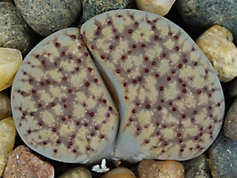Lithops verruculosa C 198