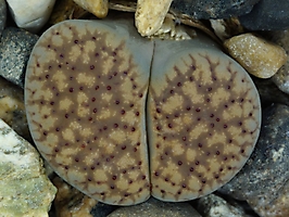 Lithops verruculosa C 229b