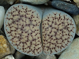 Lithops verruculosa 'inae' C 095