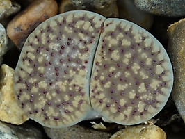 Lithops verruculosa 'inae' C 157