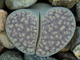 Lithops verruculosa v. glabra C 160