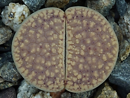 Lithops verruculosa v. glabra C 177