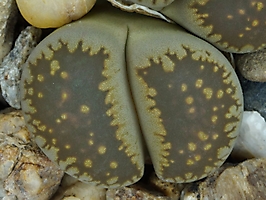 Lithops villetii ssp. deboeri C 258
