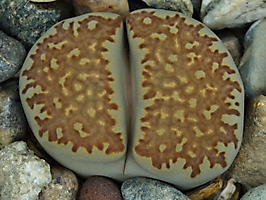 Lithops villetii ssp. kennedyi C 197