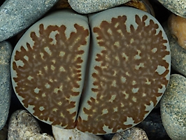 Lithops villetii ssp. kennedyi C 199