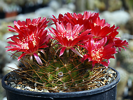 Lobivia acanthoplegma v. oligotricha WR 58