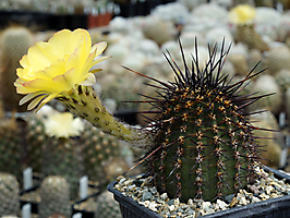 Lobivia aurea v. calochrysea P 61