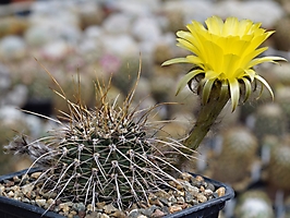 Lobivia aurea v. robustispina P 105