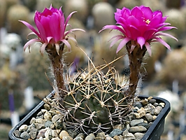 Lobivia backebergii v. larae KK 696