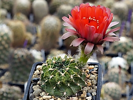 Lobivia buiningiana FR 55