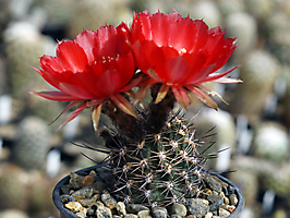 Lobivia chrysantha LF 59b