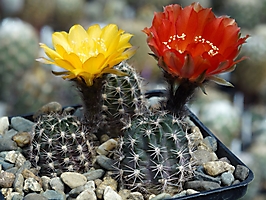 Lobivia haematantha v. chorrillosensis WR 157