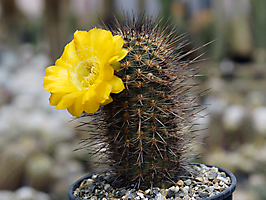 Lobivia haematantha v. elongata WR 25