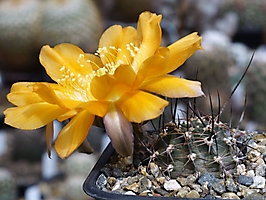 Lobivia haematantha v. jasimanensis WR 792