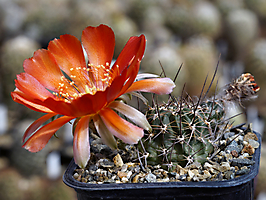 Lobivia haematantha v. jasimanensis WR 792