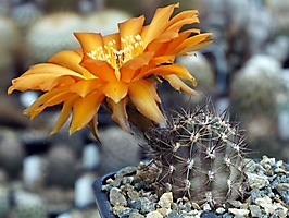 Lobivia haematantha v. kuehnrichii WR 13