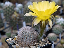 Lobivia leucomalla VG 1374
