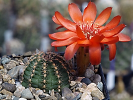 Lobivia saltensis VG 1379