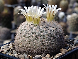 Mammillaria candida