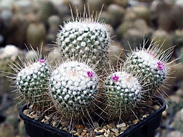 Mammillaria geminispina v. nobilis