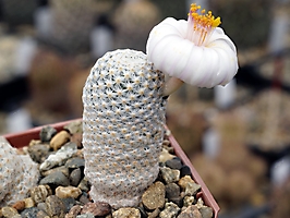 Mammillaria herrerae v. albiflora WM 3200