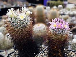 Mammillaria moelleriana