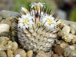 Mammillaria perezdelarosae v. andersoniana