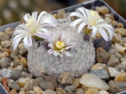 Mammillaria sanchez-mejoradae