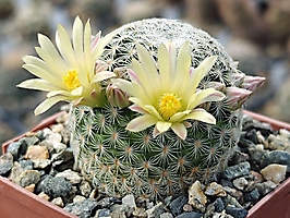 Mammillaria solisioides L 671