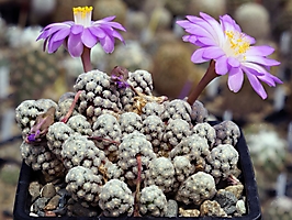 Mammillaria theresae P 370