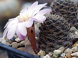 Mediolobivia leucanthema RH 2080