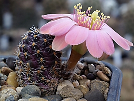 Mediolobivia nataliarum VG 952-2