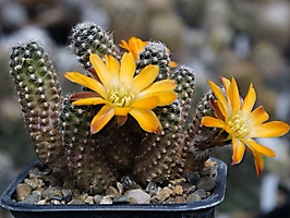 Mediolobivia sp. VG 146-2