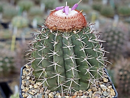 Melocactus glaucescens HU 219