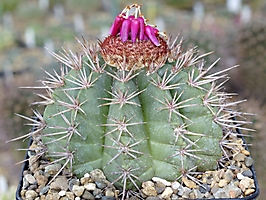 Melocactus oreas v. cremnophillus HU 223