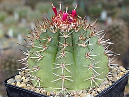 Melocactus salvadorensis HU 301