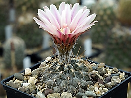 Neochilenia carrizalensis KH 1194